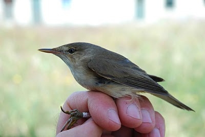 Blyths Reed Warbler, Sundre